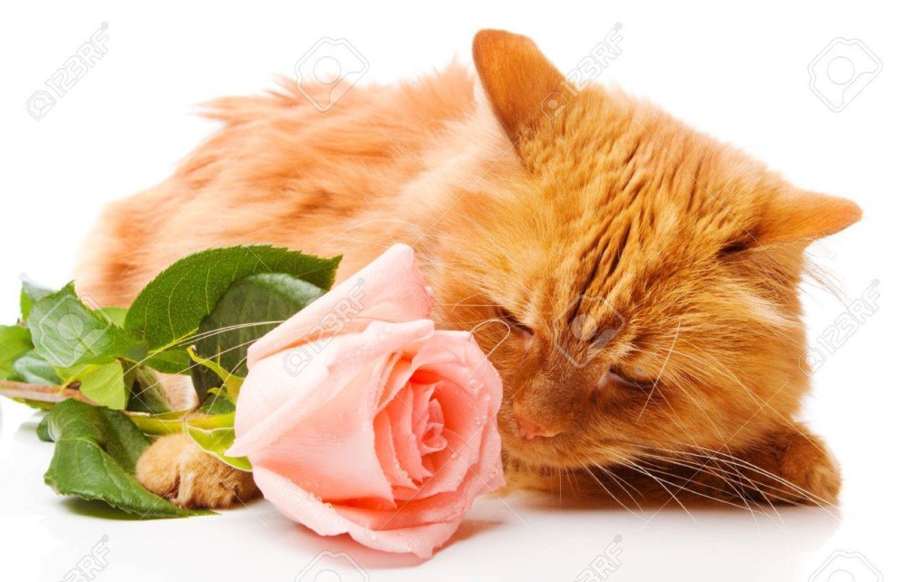 Колпаки кот