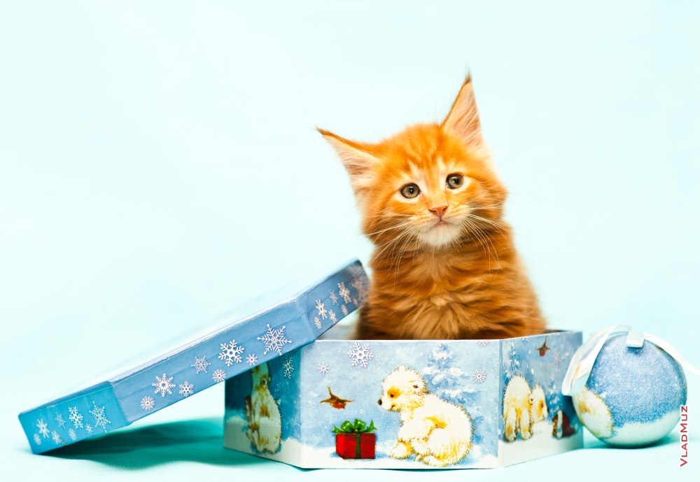 С днём рождения рыжие коты