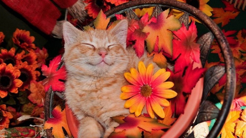 Тортик с котятами