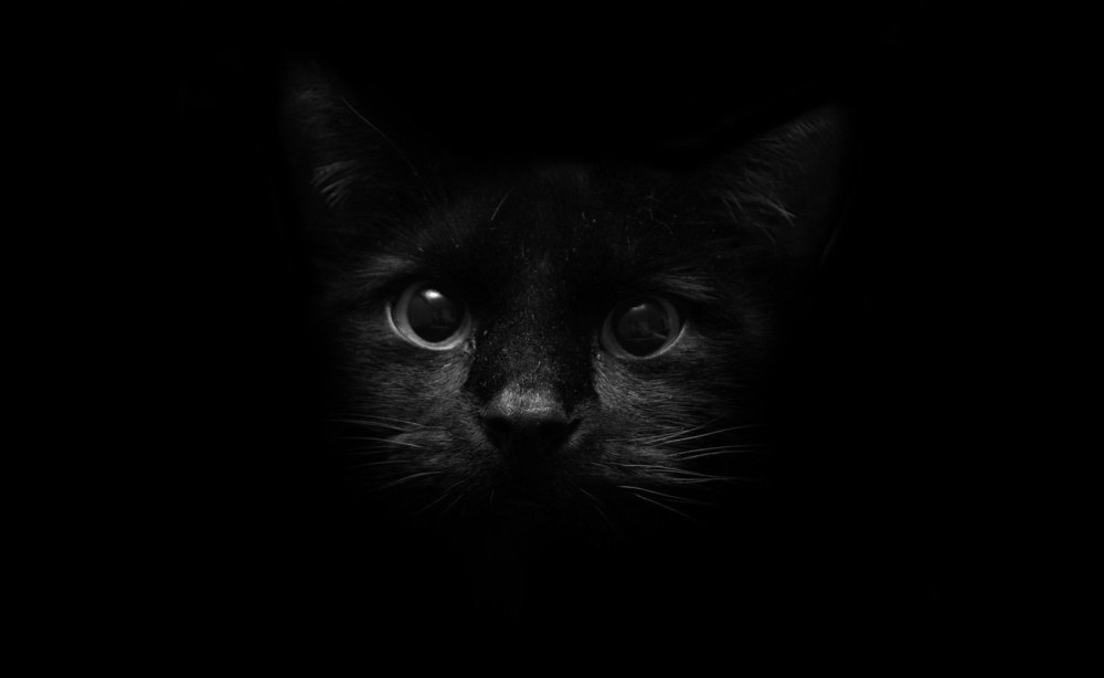 Кот в темноте