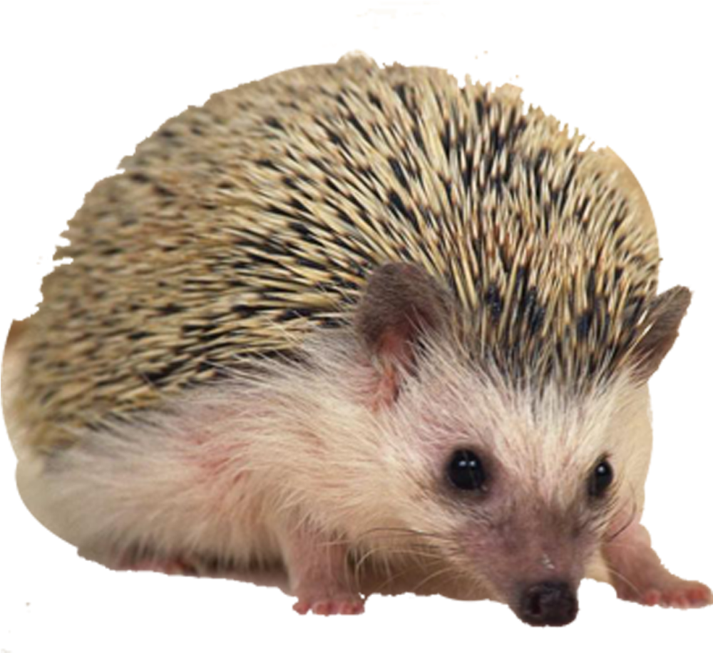 Ежик на белом фоне