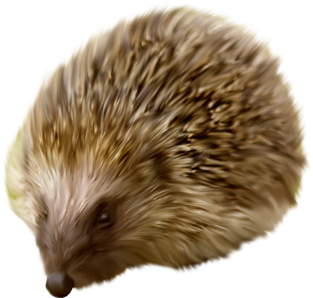 Ушастый ёж