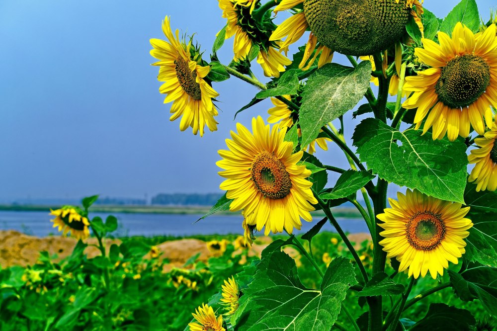 Подсолнечник Sunray Yellow