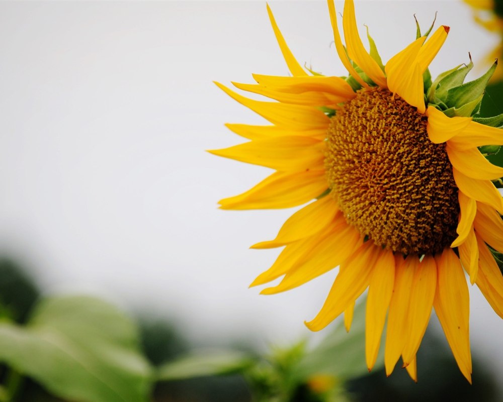 Natures Gold Sunflowers Gregory Frank