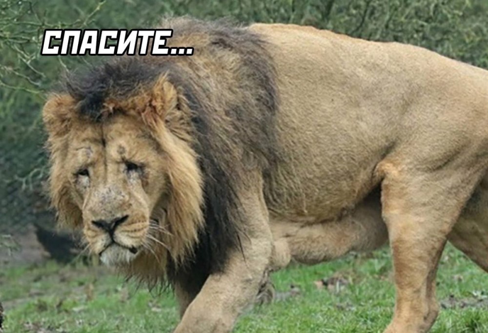 Львица кусает Льва