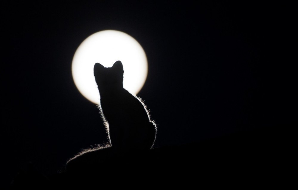 Силуэт кошки