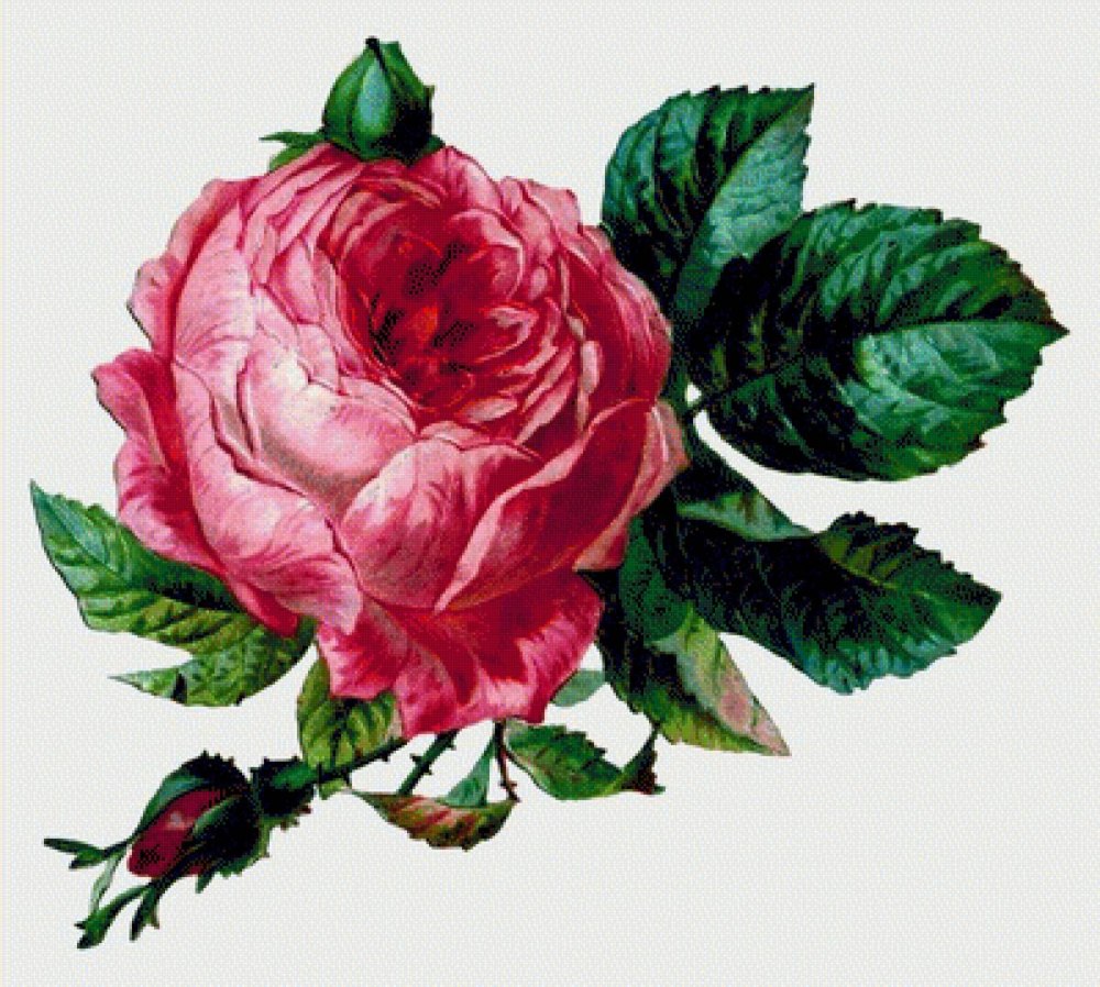 Роза Cabbage Rose