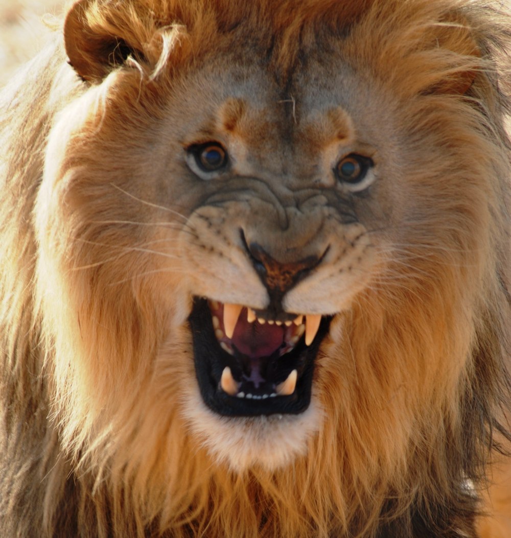 Злой Лев