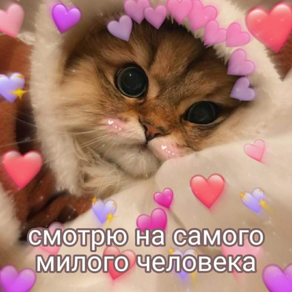 Милые котики с сердечками