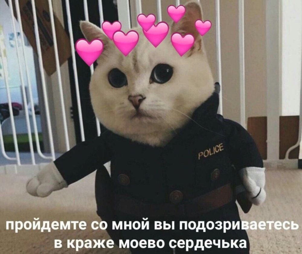 Мемы с котиками и сердечками