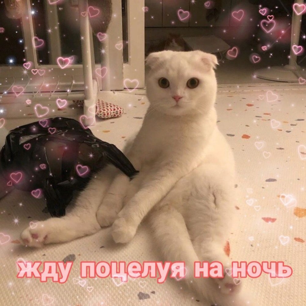 Пикчи спокойной ночи с котами