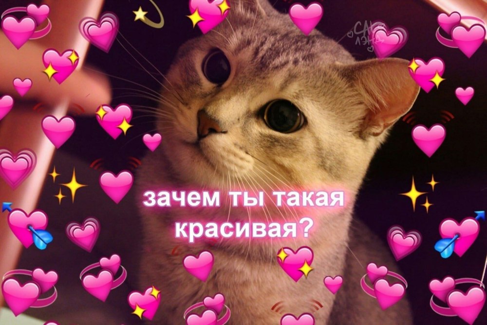 Пикчи комплименты с котиками