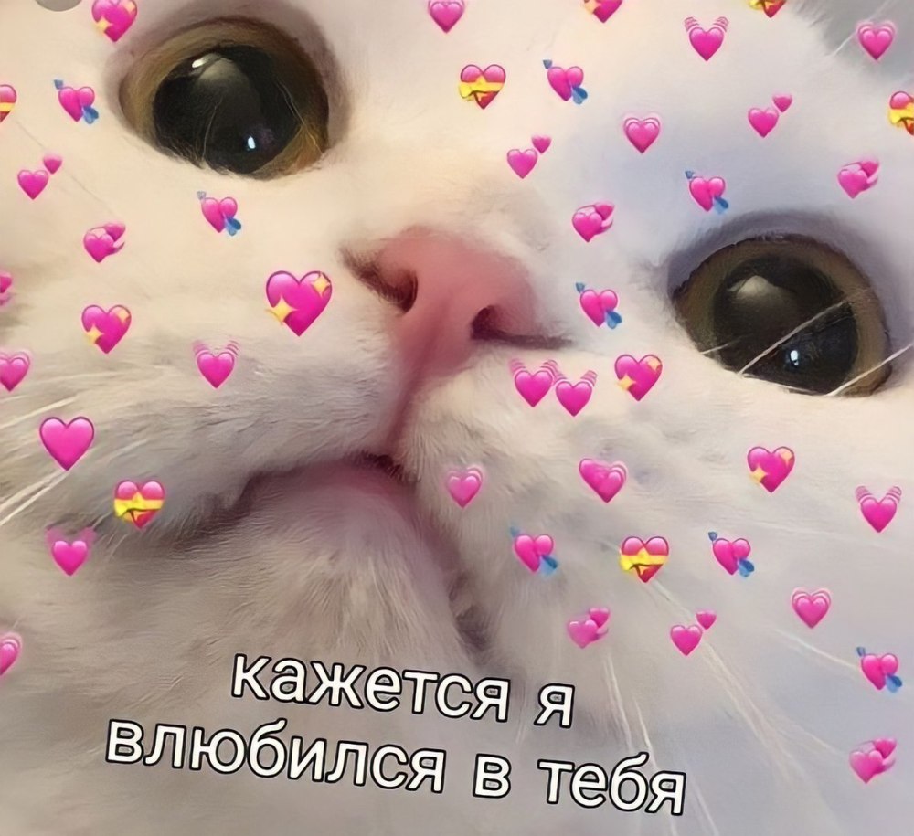 Милые пикчи с котами