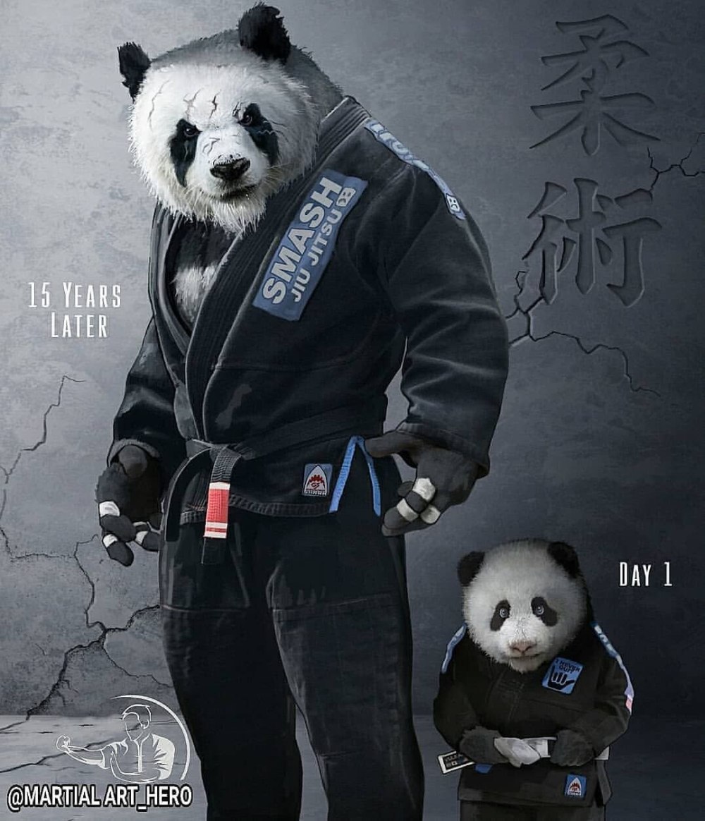 Jiu Jitsu животные медведь