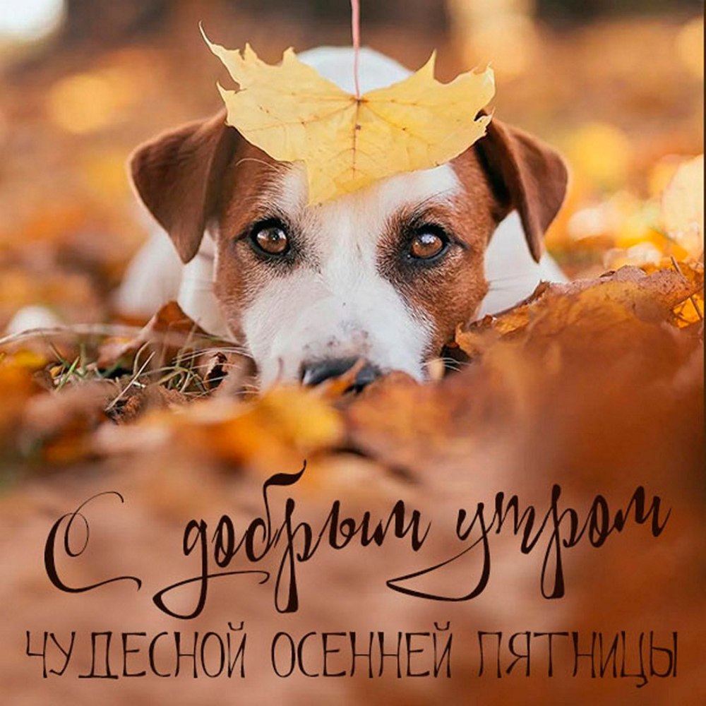 Белка с бельчатами