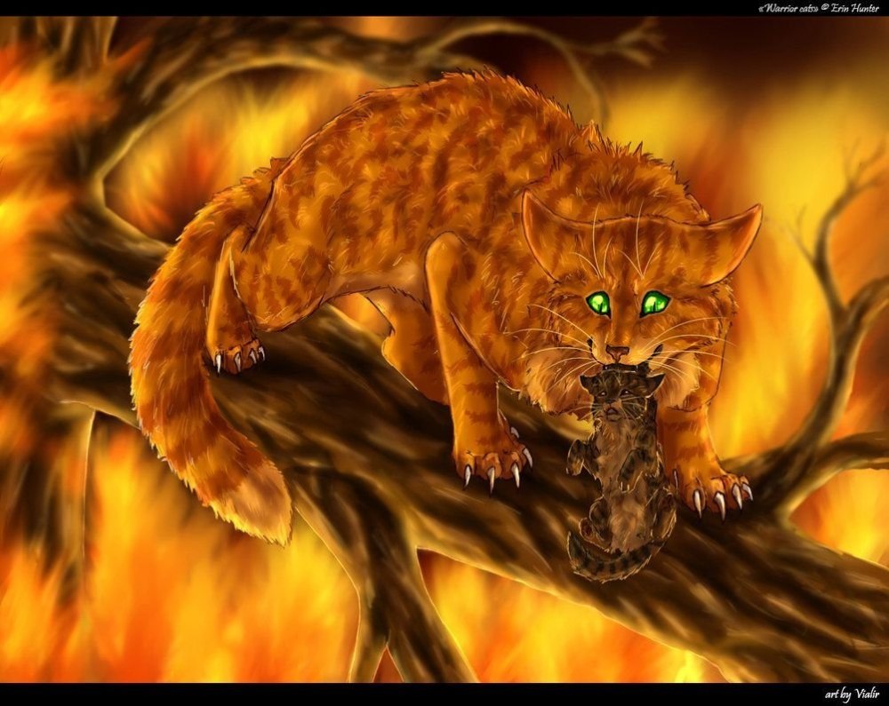 Коты Воители арты Остролистая