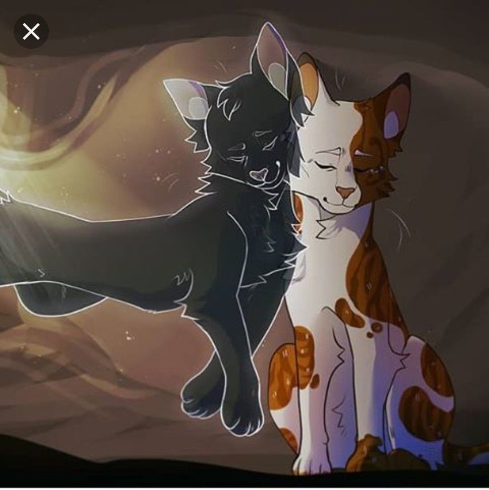 Коты Воители утёс и Воробей