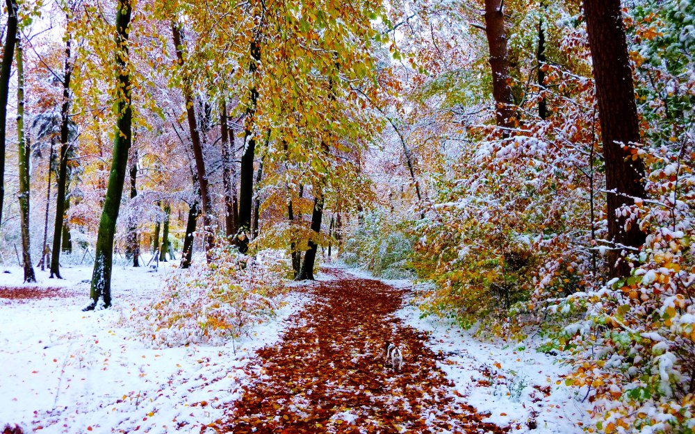 Поздняя осень
