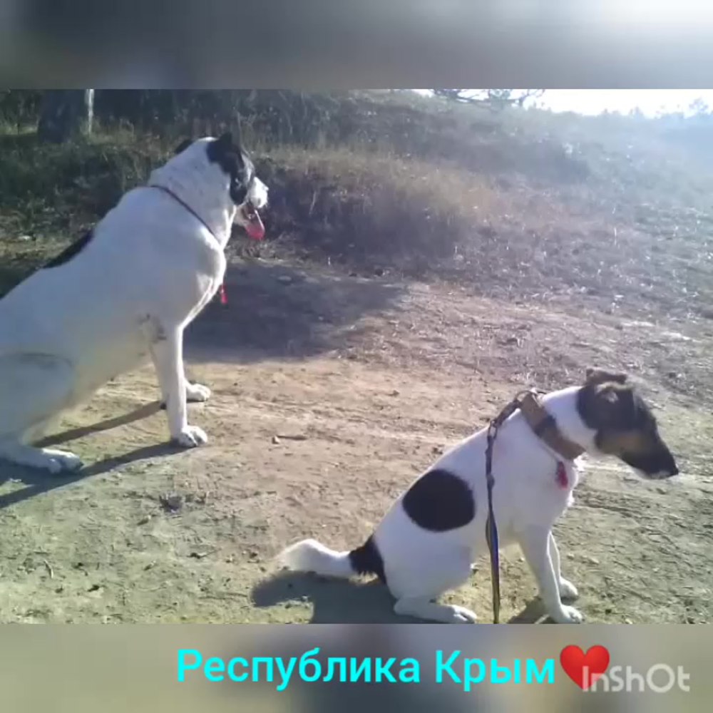 Девочка с большой собакой