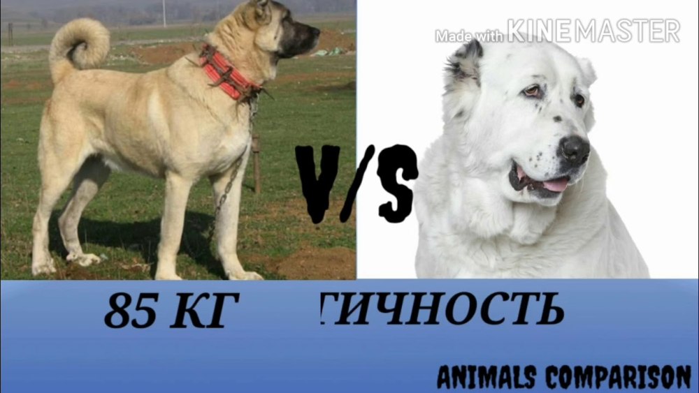 Гампр vs