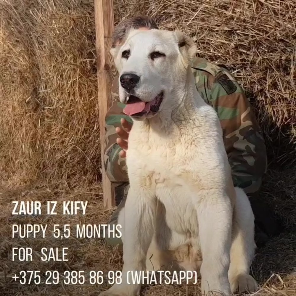 Алабая добрый