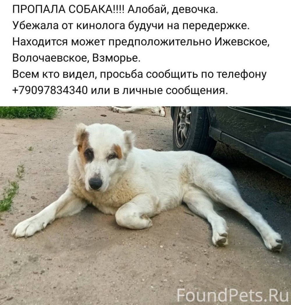 Щенки алабая пепельные