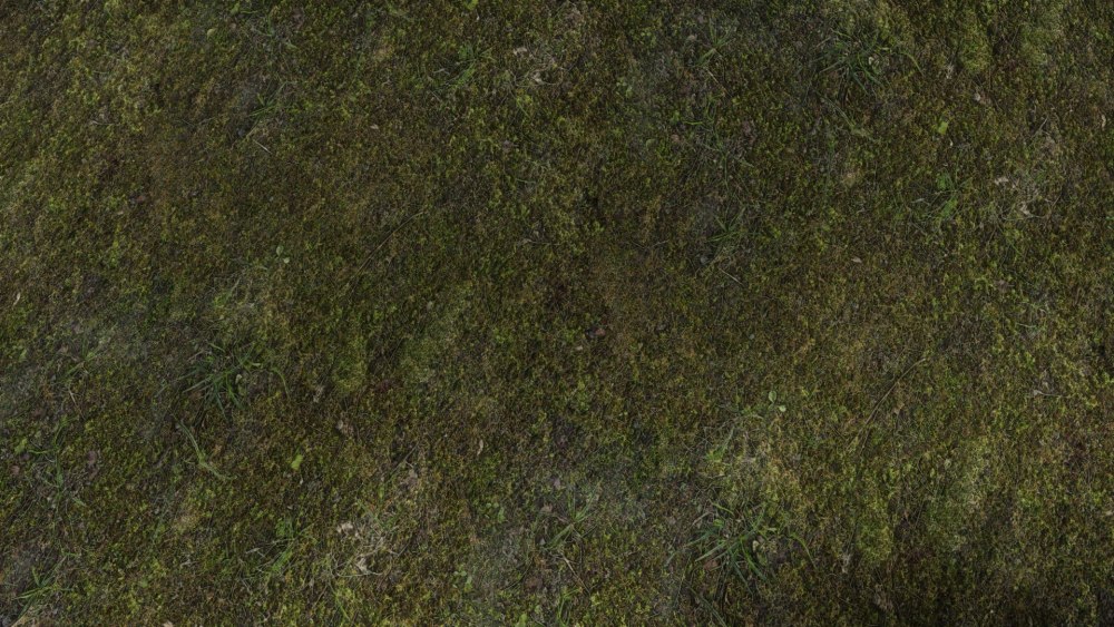 Grass texture 8k