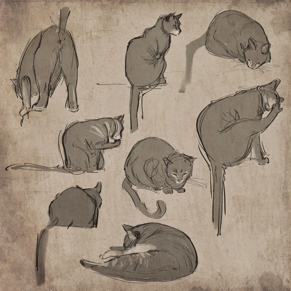 Коты Воители туториалы
