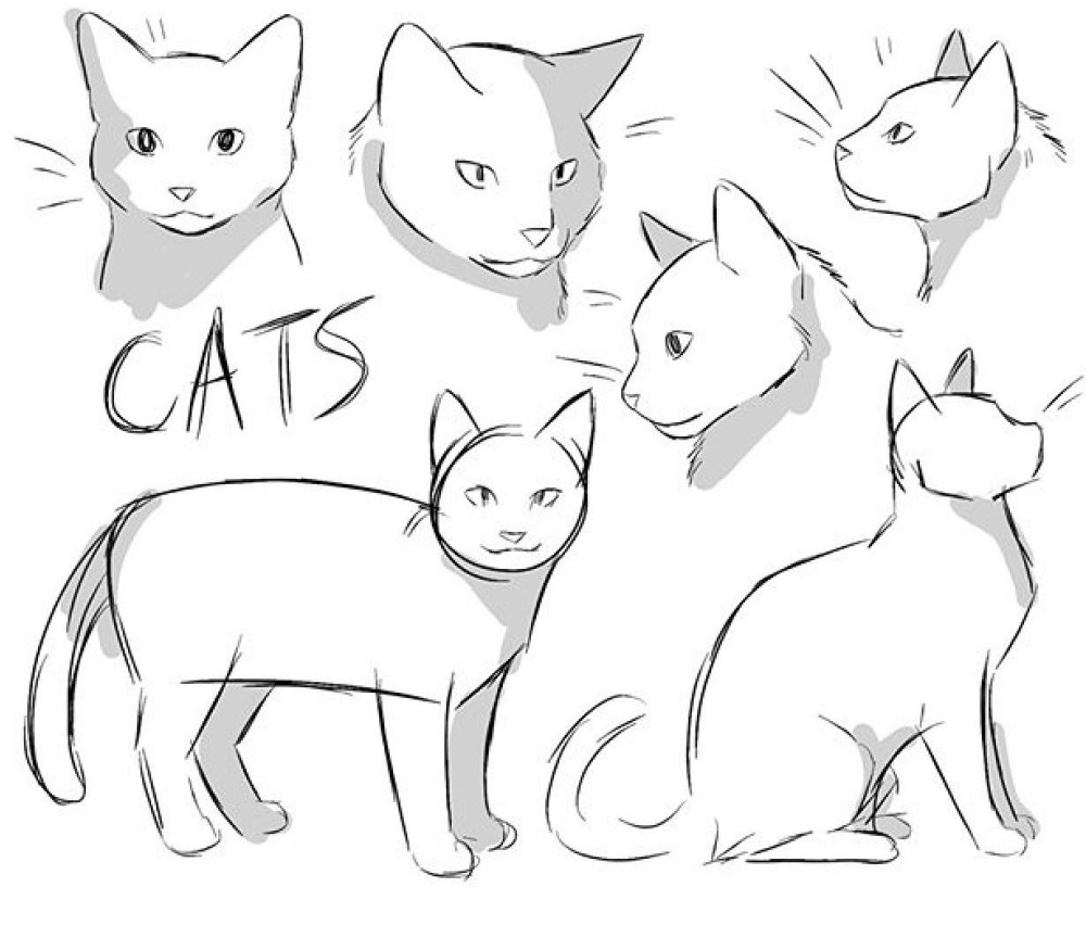 Коты Воители референс