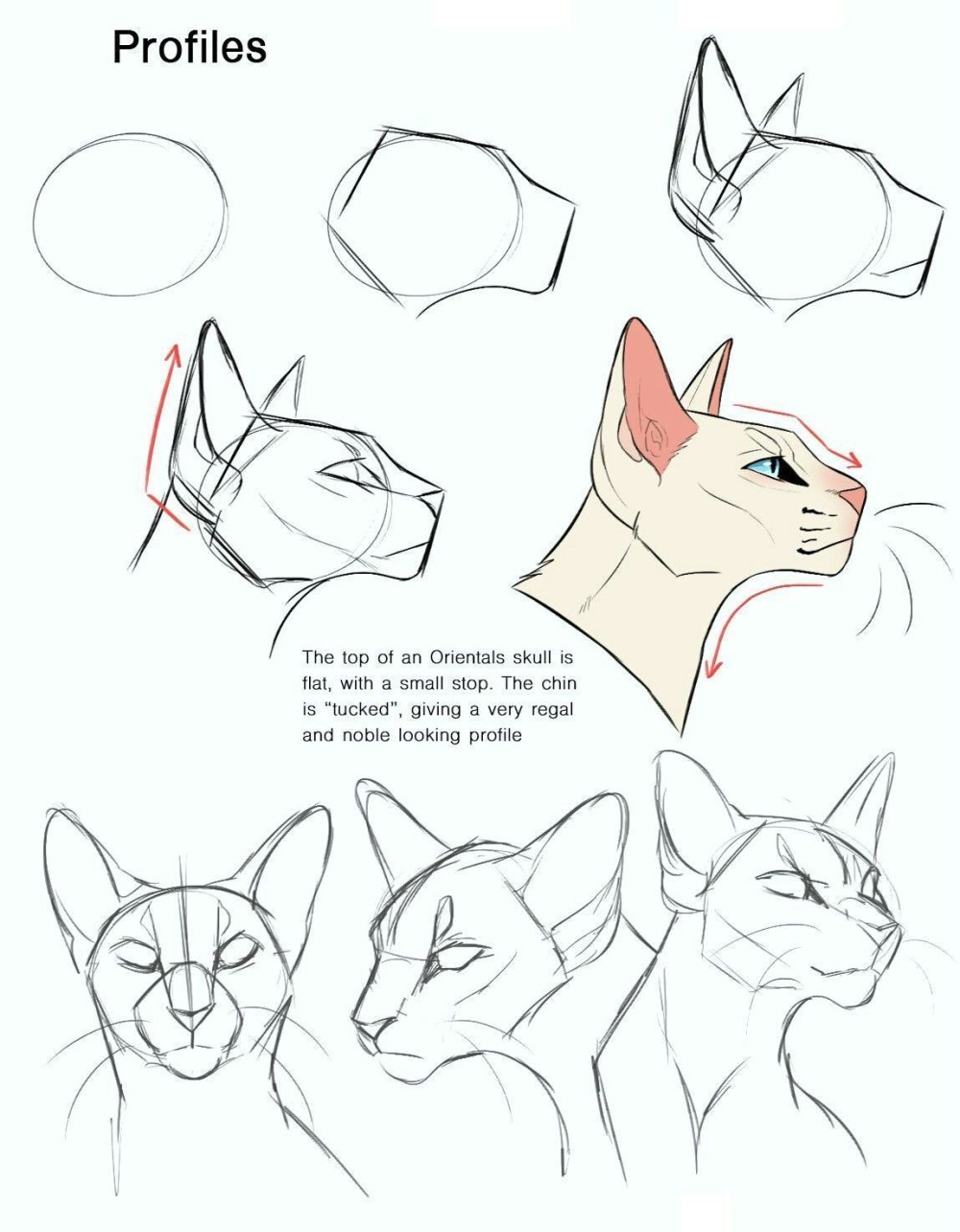 Референс котов