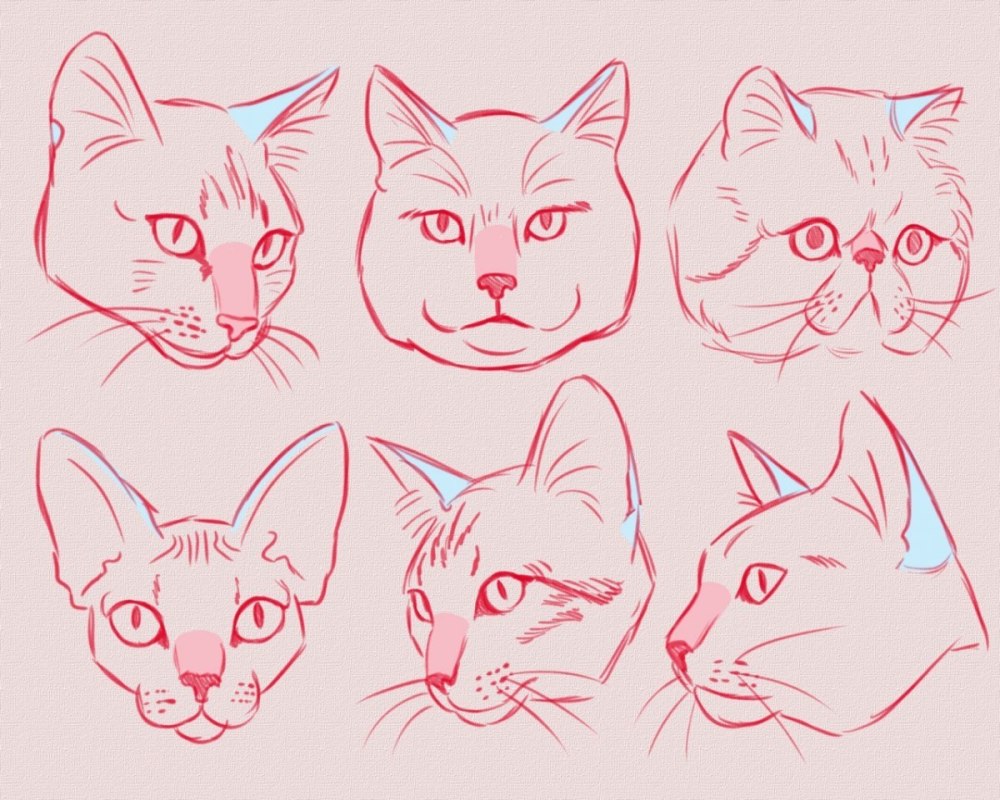 Коты Воители референс