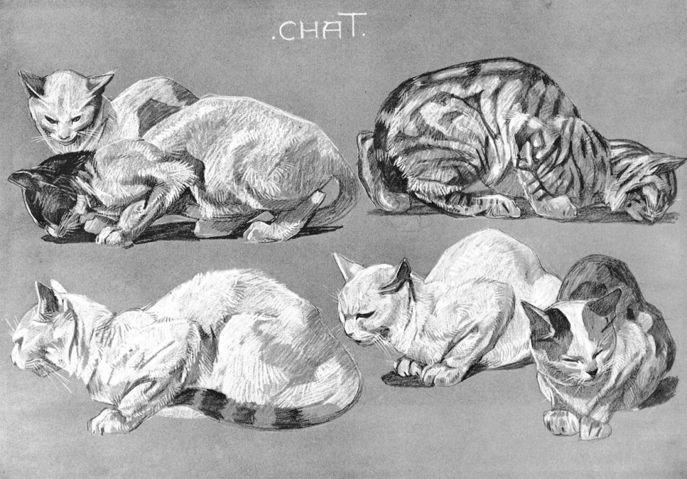 Милый котик референс