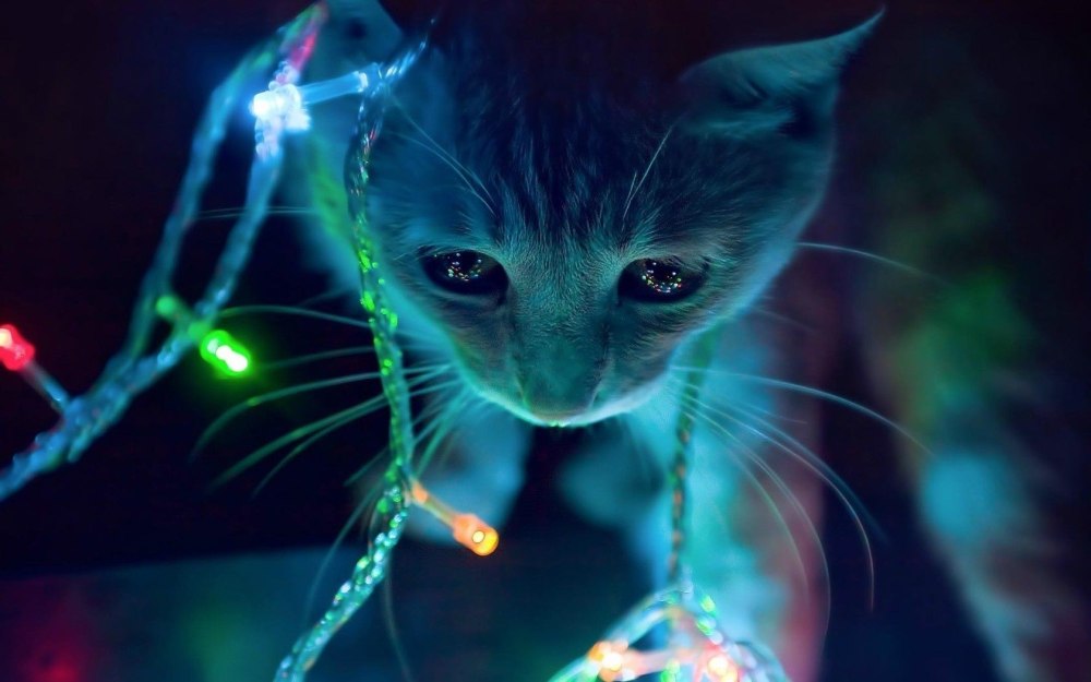 Светящиеся кот