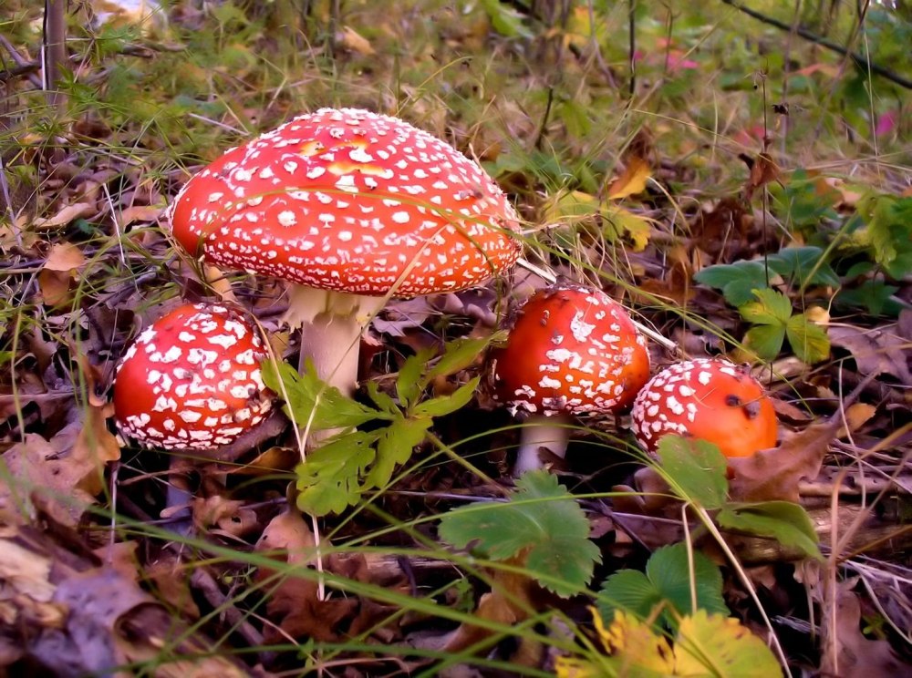 Средиземноморский мухомор