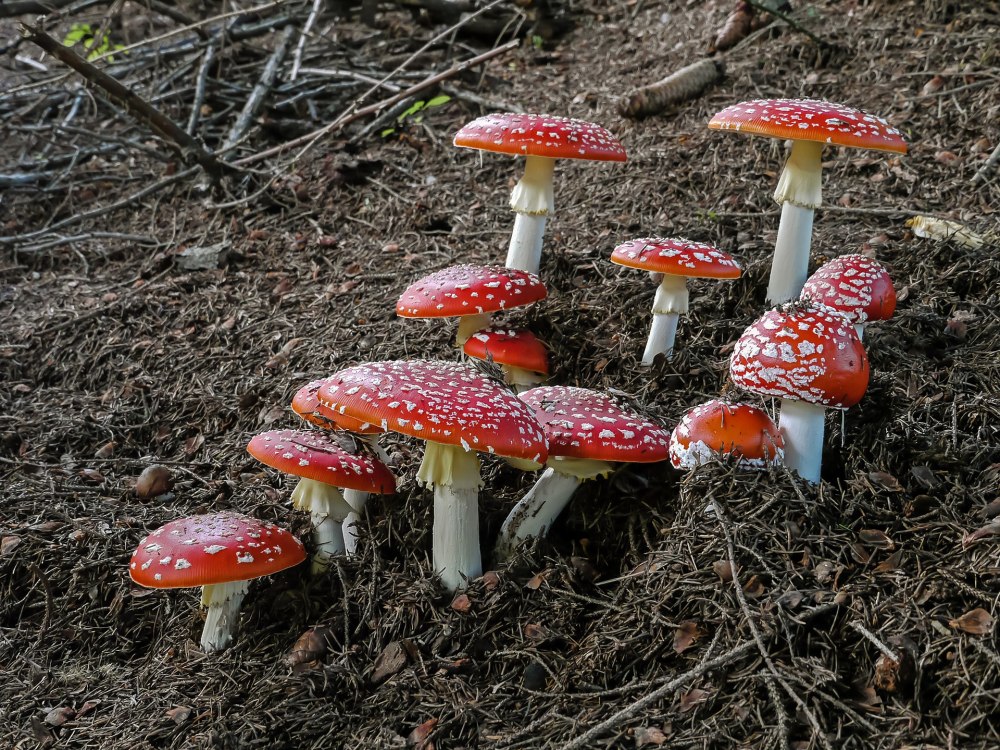 Мухомор красный (Amanita muscaria)