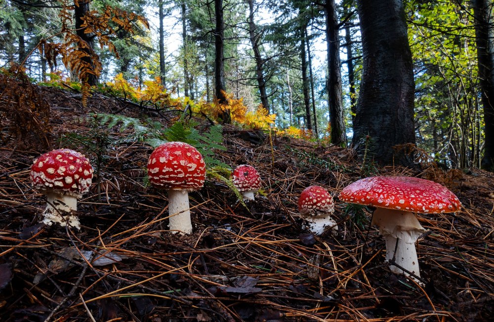Мухомор пышновольвовый (Amanita magnivolvata Aalto)