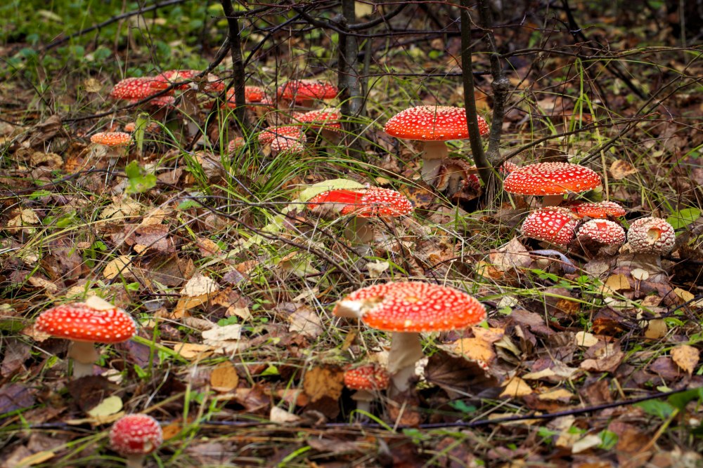 Ареал грибов Amanita muscaria