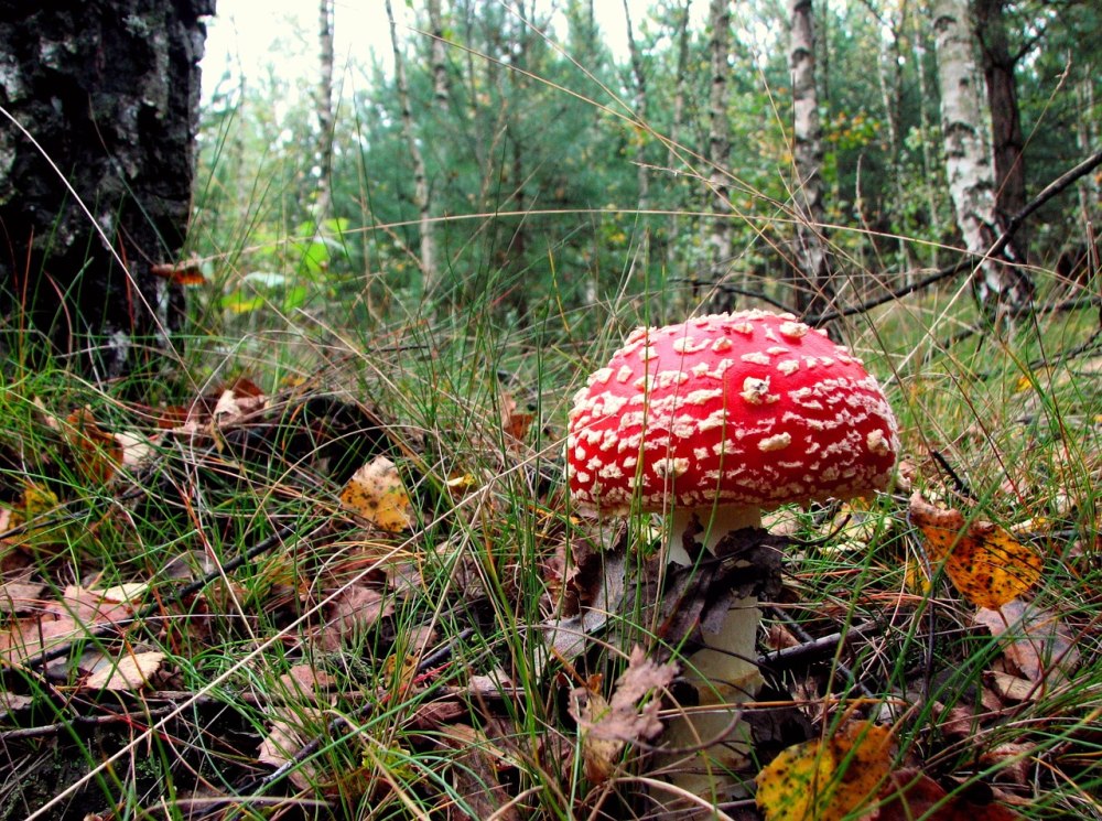 Полянка с грибами