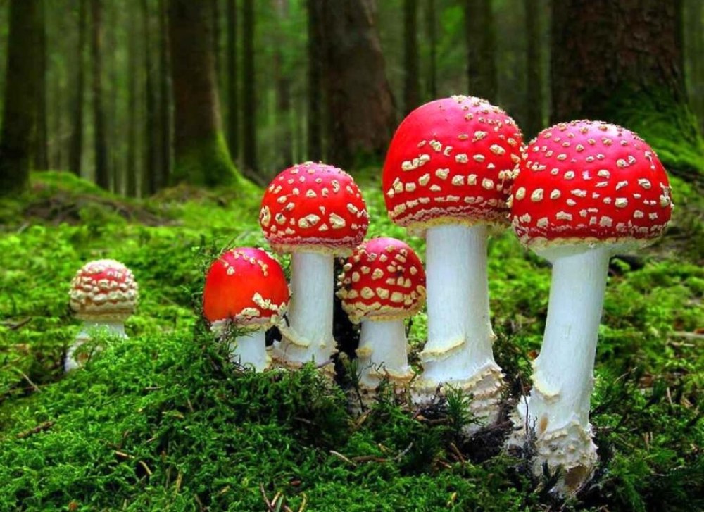 Мухомор Amanita muscaria
