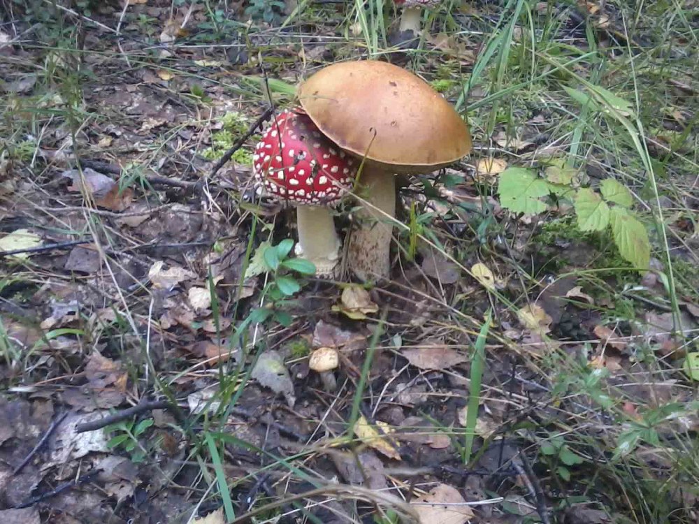 Мухомор Amanita muscaria