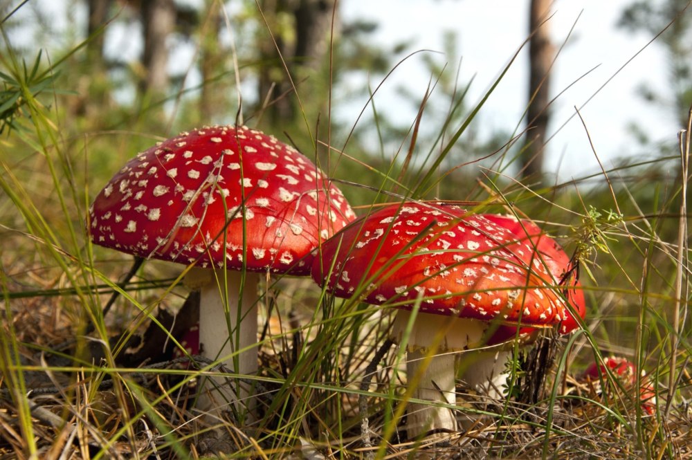 Мухомор Amanita muscaria