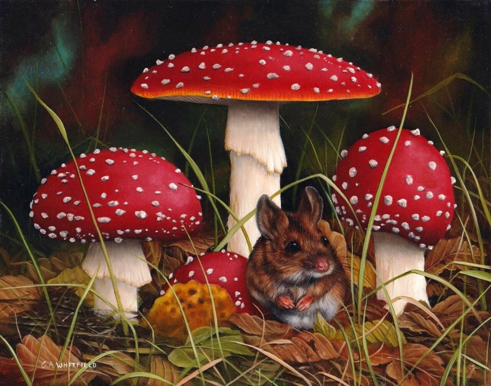 Природа лес грибы