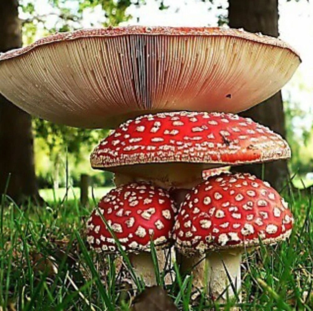 Мухомор в лесу