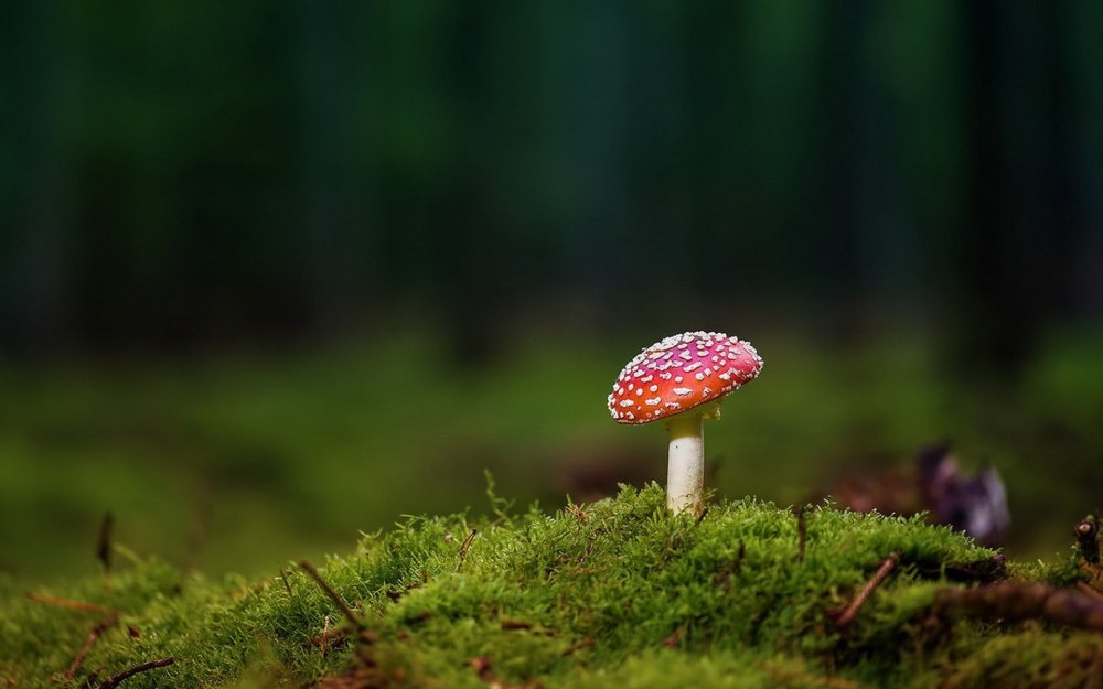 Сказочный лес с грибами