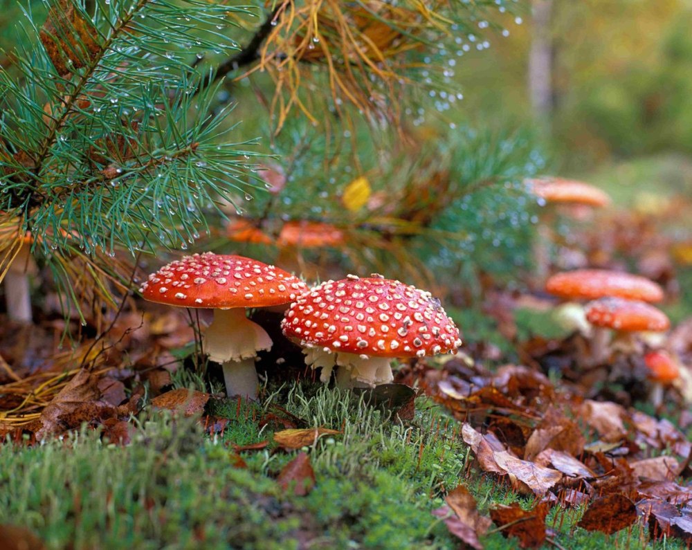 Мухомор Amanita muscaria