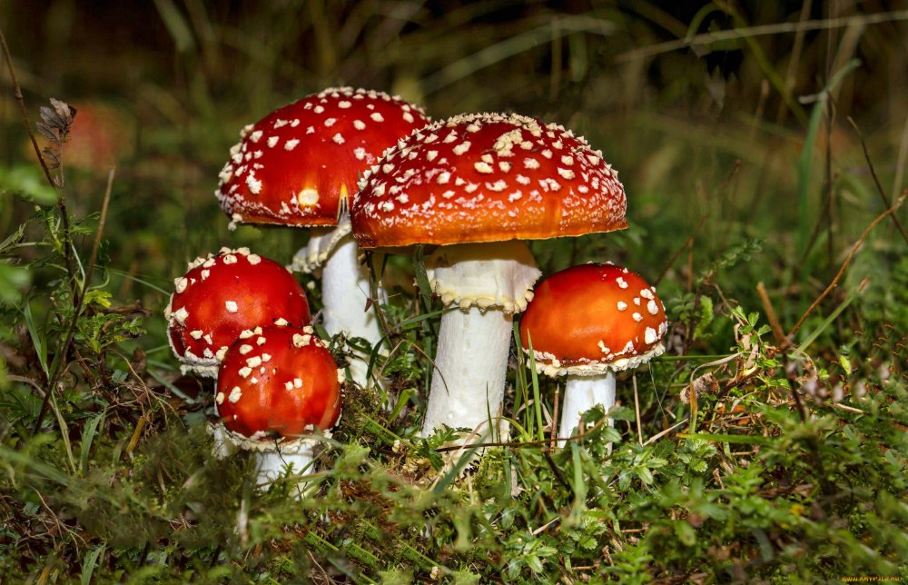 Мухомор Amanita muscaria