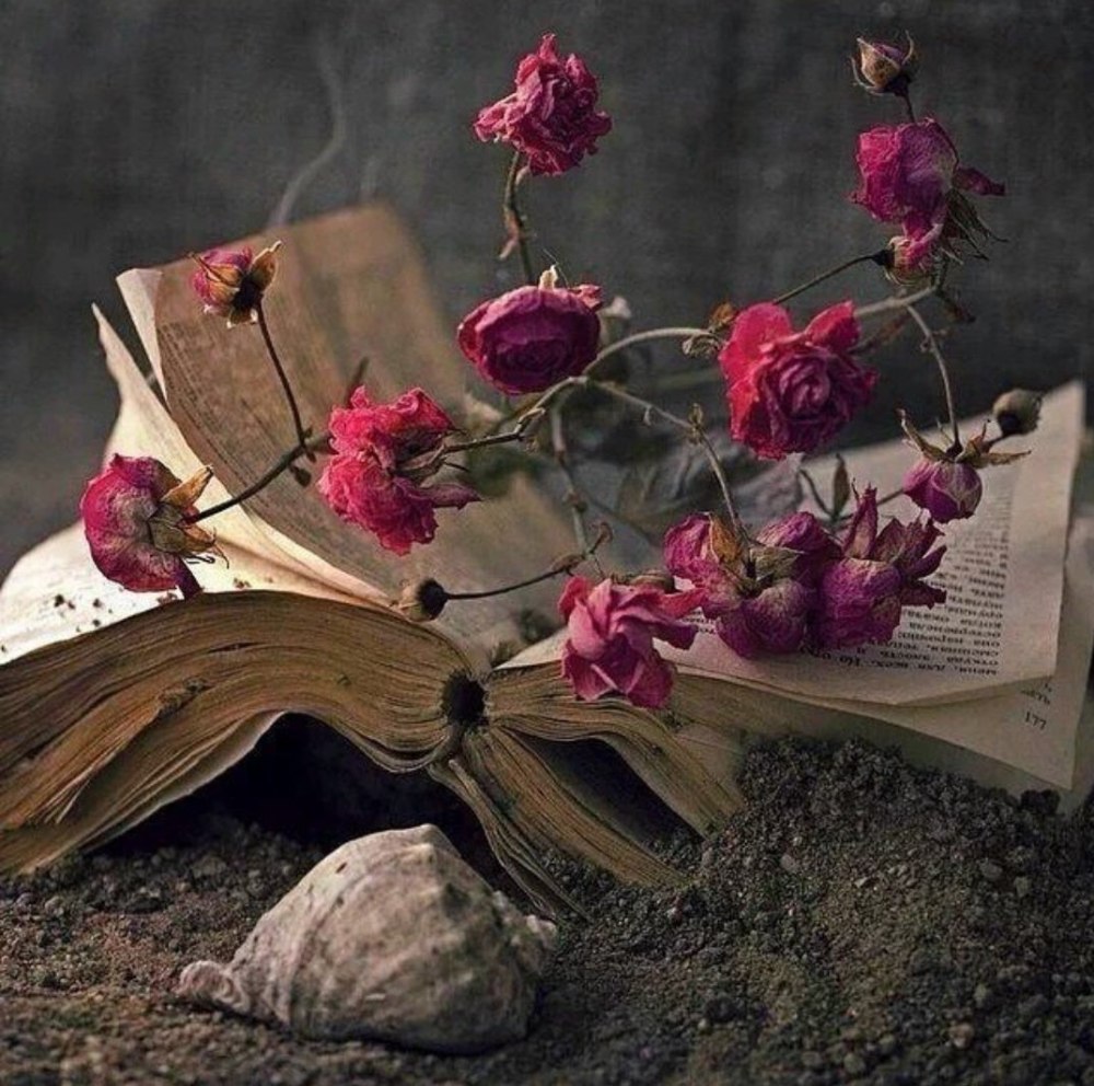 Засохшая роза в книге