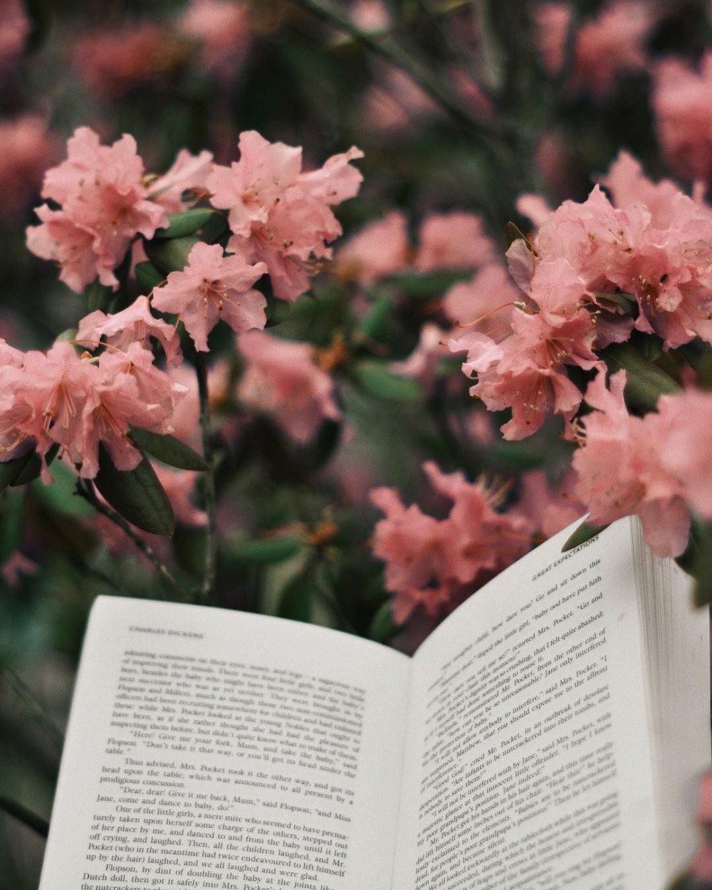 Розовая книжная Эстетика