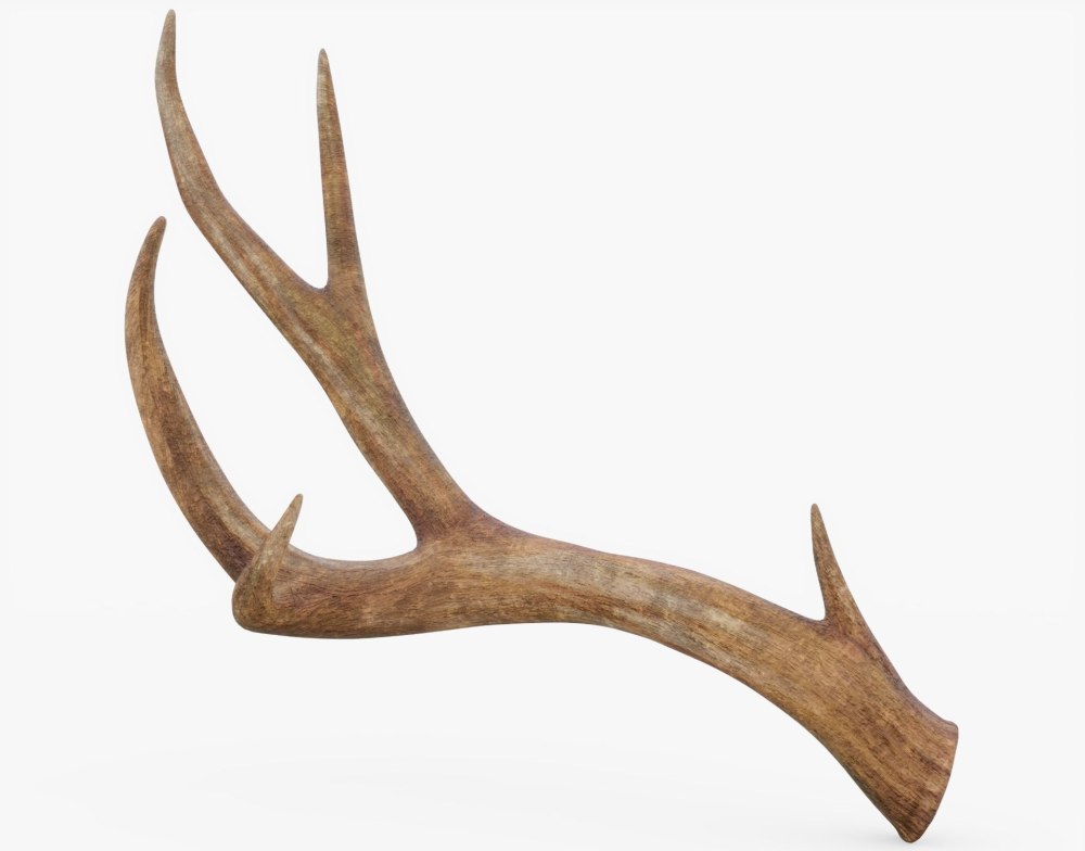 Оленьи рога / Antlers