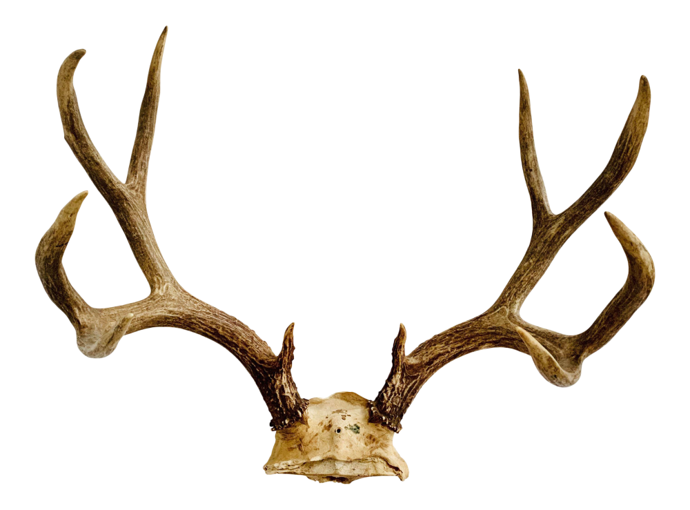 Оленьи рога / Antlers